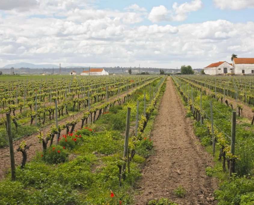 Les caves de Cartaxo à visiter pour leur vin rouge corsé populairement connu comme « carrascão » et le musée qui s’y rapporte.