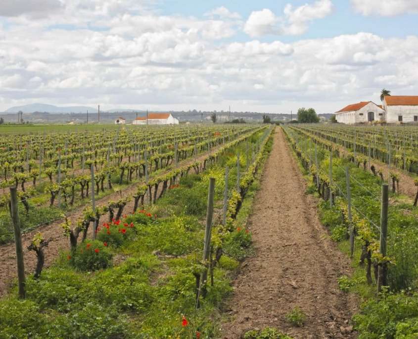 Les caves de Cartaxo à visiter pour leur vin rouge corsé populairement connu comme « carrascão » et le musée qui s’y rapporte.