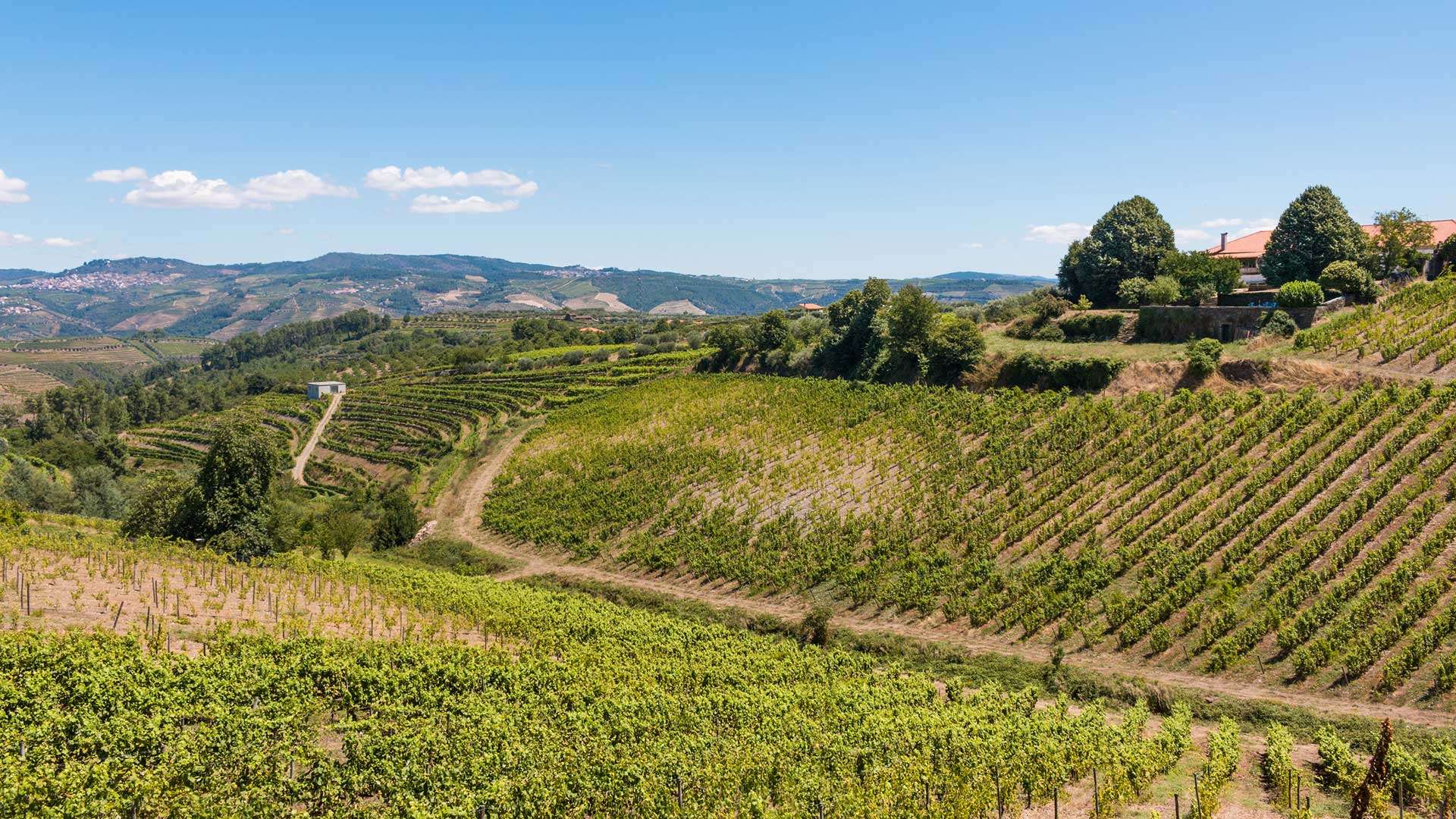 Vin et héritage architectural, découvrez les régions productrices de vins au Portugal en vous logeant dans des manoirs ayant appartenus à la grande bourgeoisie ou à l’aristocratie portugaise.